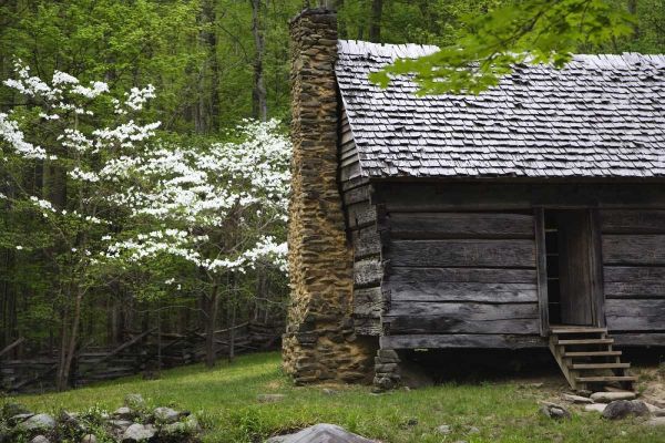 TN, Great Smoky Mts Log cabin and blooming trees
